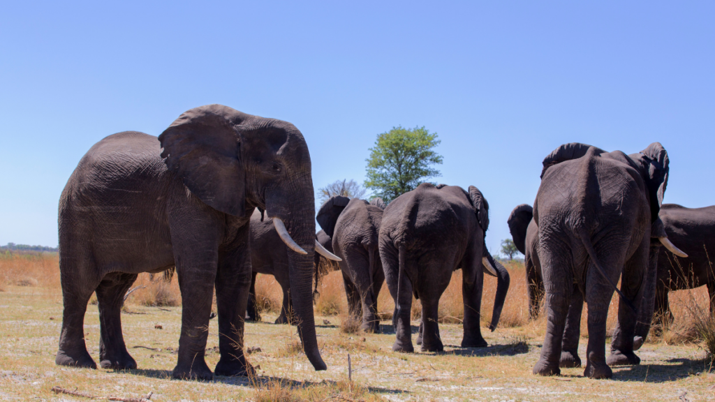 Fascinante afrique australe